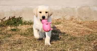 拉布拉多好养吗容易生病吗（拉布拉多好养吗活吗）