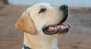 拉布拉多好养吗 都该注意什么（拉布拉多好养不好养吗）