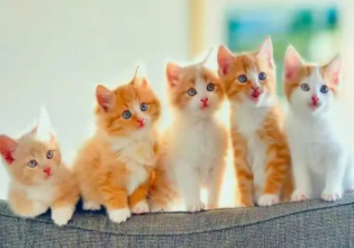 国际猫咪节是几月几日（国际爱猫日是几号）