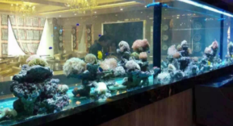 观赏鱼鱼缸价格（观赏鱼鱼缸价格行情）