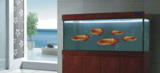 鱼缸批发厂家（鱼缸批发厂家排名）