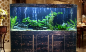 广州观赏鱼用品批发市场（观赏鱼批发市场哪里最便宜）