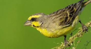 什么鸟最认主人（什么鸟最认主人金青鸟）