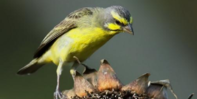 鸟类大全介绍（厦门鸟类有哪些）
