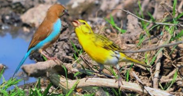 鸟类大全名称（鸟类大全名称图片名字）