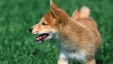 建议穷人养的10种狗 宠物（建议穷人养的10种狗 宠物品种）