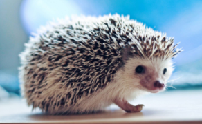 刺猬的饲养方法（捡到刺猬是什么预兆）