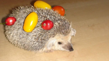 刺猬适合家养吗（刺猬可以养吗 吉利）