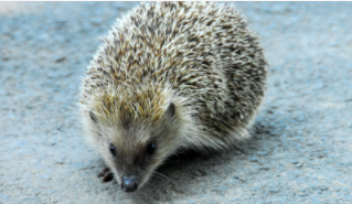 刺猬吃啥啊（请问刺猬吃什么）