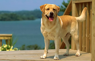 拉布拉多贵宾犬图片（拉布拉多最贵的多少钱）