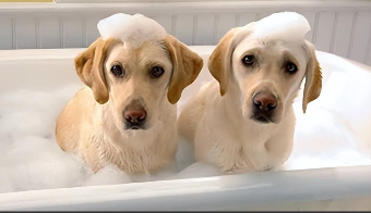 拉布拉多贵宾犬国内能养吗（拉布拉多和贵宾哪个好养）