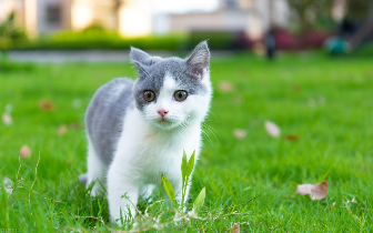 4_6岁睡前猫咪故事（幼儿睡前猫咪故事3-6岁）