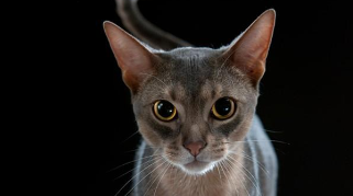 阿比西尼亚多大认主人（阿比西尼亚 体型）