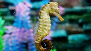 海马属于鱼类吗?有什么依据?（海马是不是属于鱼的一类）