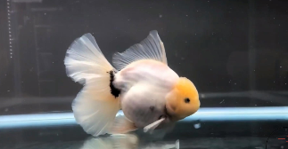 观赏鱼批发市场进货渠道（观赏鱼批发市场进货渠道软件叫什么）