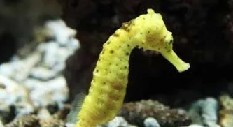 海马是鱼类吗?为什么（海马是鱼吗,解释一下）