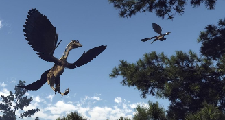 真正的始祖鸟图片（真正的始祖鸟长什么样）