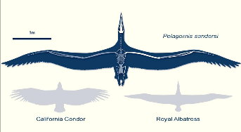 已灭绝的十大巨型鸟（4种即将复活的灭绝动物）