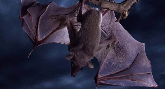 蝙蝠是鸟类吗,为什么（蝙蝠是鸟类吗为什么不是鸟类）