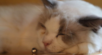 猫和人的缘分是注定的（缘分未尽的8个征兆）