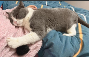 猫咪认主需要多久（猫咪认主需要多久才能认出）