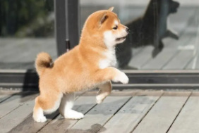 拉布拉多好养吗,优缺点分析（拉布拉多 好养吗）