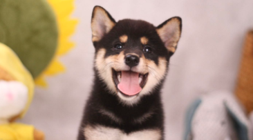 拉布拉多贵宾犬多少钱一只（拉布拉多贵宾犬是大型犬吗）