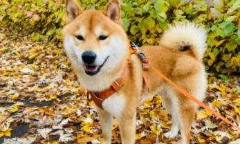 澳洲拉布拉多贵宾犬（澳洲拉布拉多贵宾犬是大型犬吗）