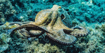 章鱼属于鱼类吗（章鱼属于鱼类吗为什么不能吃）