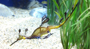 海马属于鱼类吗你有何依据（海马属于鱼类吗?理由是什么?）