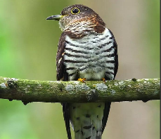 鸟类种类介绍（鸟类有哪些品种）