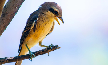 鸟类大全带鸟名称（陕西鸟类大全带鸟名称）