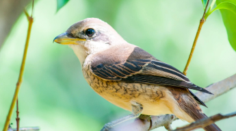 鸟类大全 查询（常见鸟类100种）
