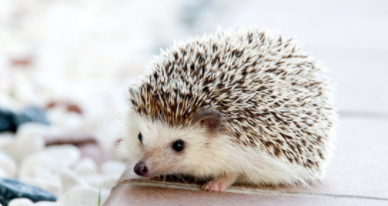 刺猬对主人会有感情吗（刺猬看见人不跑代表什么）