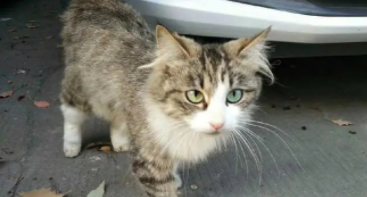 流浪猫认主的表现（流浪猫开始认主人）