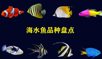海水观赏鱼批发（海鱼观赏鱼种类）