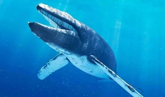 鲸鱼是鱼类吗（鲸鱼是鱼类吗?为什么）