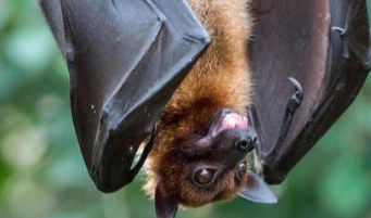 蝙蝠是鸟类吗请回答并说明理由（蝙蝠也是鸟类这个说法是什么的）