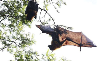 蝙蝠是什么类的动物（蝙蝠是什么类的动物知道吗）