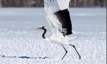丹顶鹤是鸟类吗（丹顶鹤是鸟类吗?为什么?）