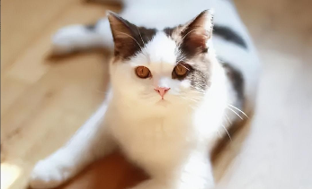 小猫养多久才认主人?（小猫养多久才知道自己的名字）