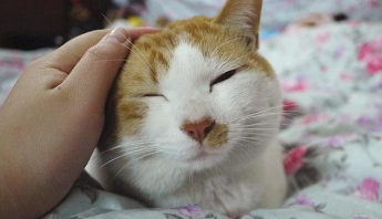 猫依靠什么辨认主人（猫依靠什么辨认主人的方法）