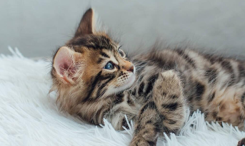 如何让猫快速认主人（如何让猫咪认主）