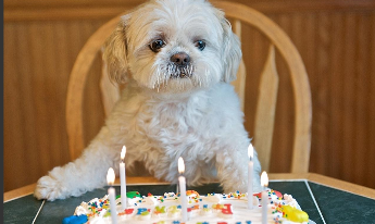 狗一年相当于几岁（狗一年相当于几岁智商）