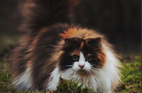 挪威森林猫价格多少钱一只（挪威的森林猫多少钱一只）