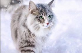 挪威森林猫寿命（挪威森林猫能长多重）