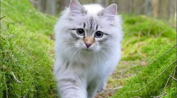 西伯利亚森林猫的特点（西伯利亚森林猫性格怎么样）