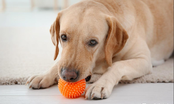 拉布拉多贵宾犬掉毛吗（拉布拉多掉毛厉害不?）