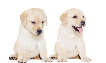 拉布拉多价格是多少（拉布拉多价格多少钱一只幼犬）