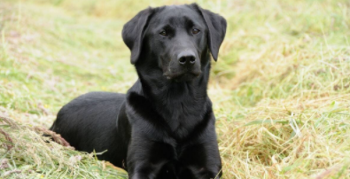 拉布拉多犬的价格黑色（拉布拉多犬价格黑色的）